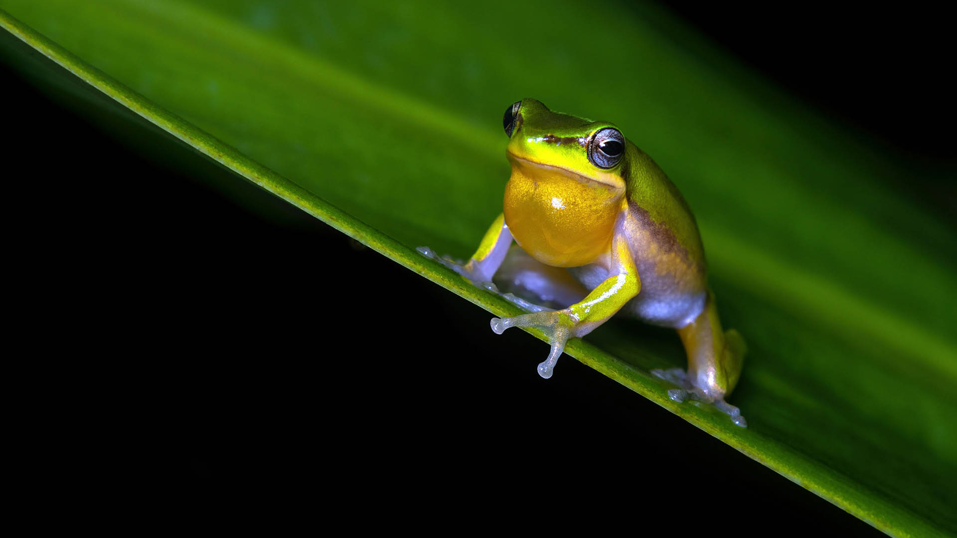 Dwarf Tree Frog